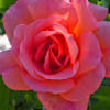 elfiromantic
